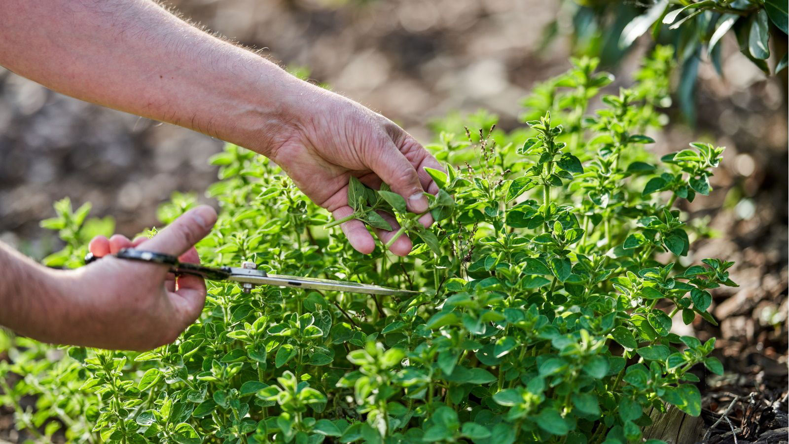 How to grow oregano – for an aromatic addition to your herb garden