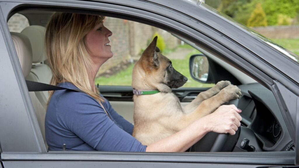 <p>Millions of American households have pets — with man’s best friend being the most common. But just because you love your four-legged fur baby doesn’t mean it’s appropriate for your dog to ride shotgun on your lap while driving. That’s a doggone shame.</p>