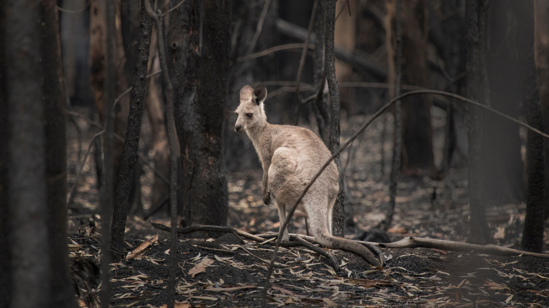 austrália: calor e ameaças de incêndio levam milhares a deixar casas