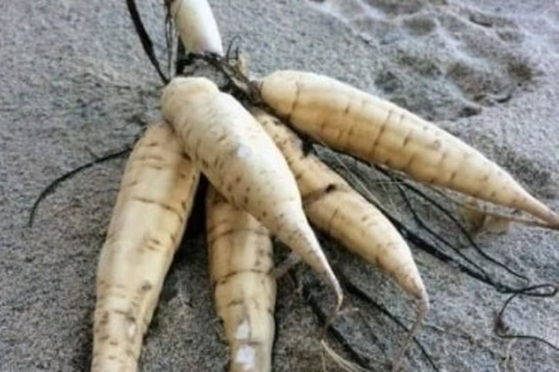 urgent warning as deadly plant discovered on west country beach