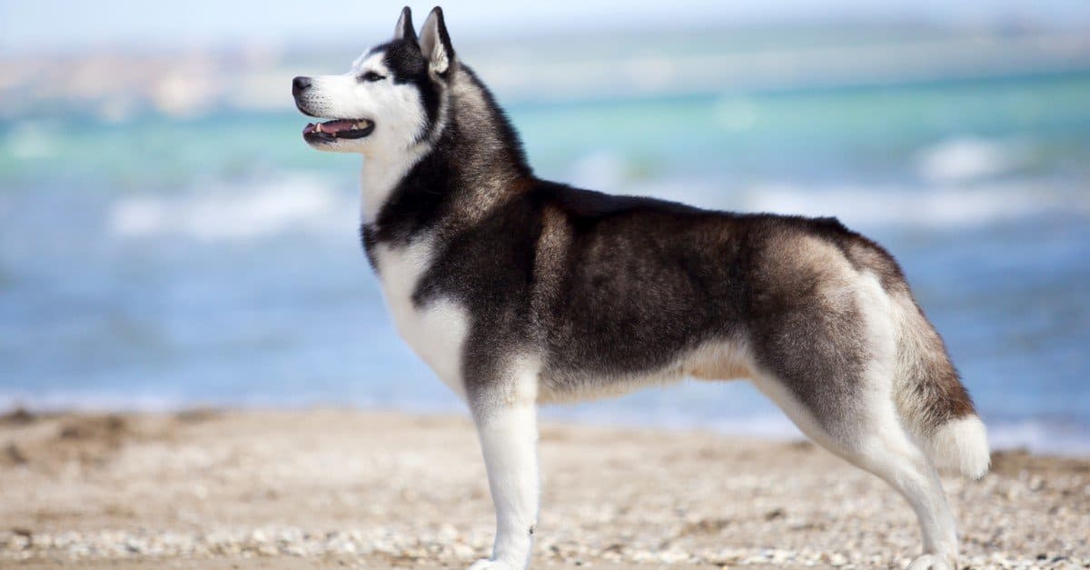 10 Incredible Siberian Husky Facts