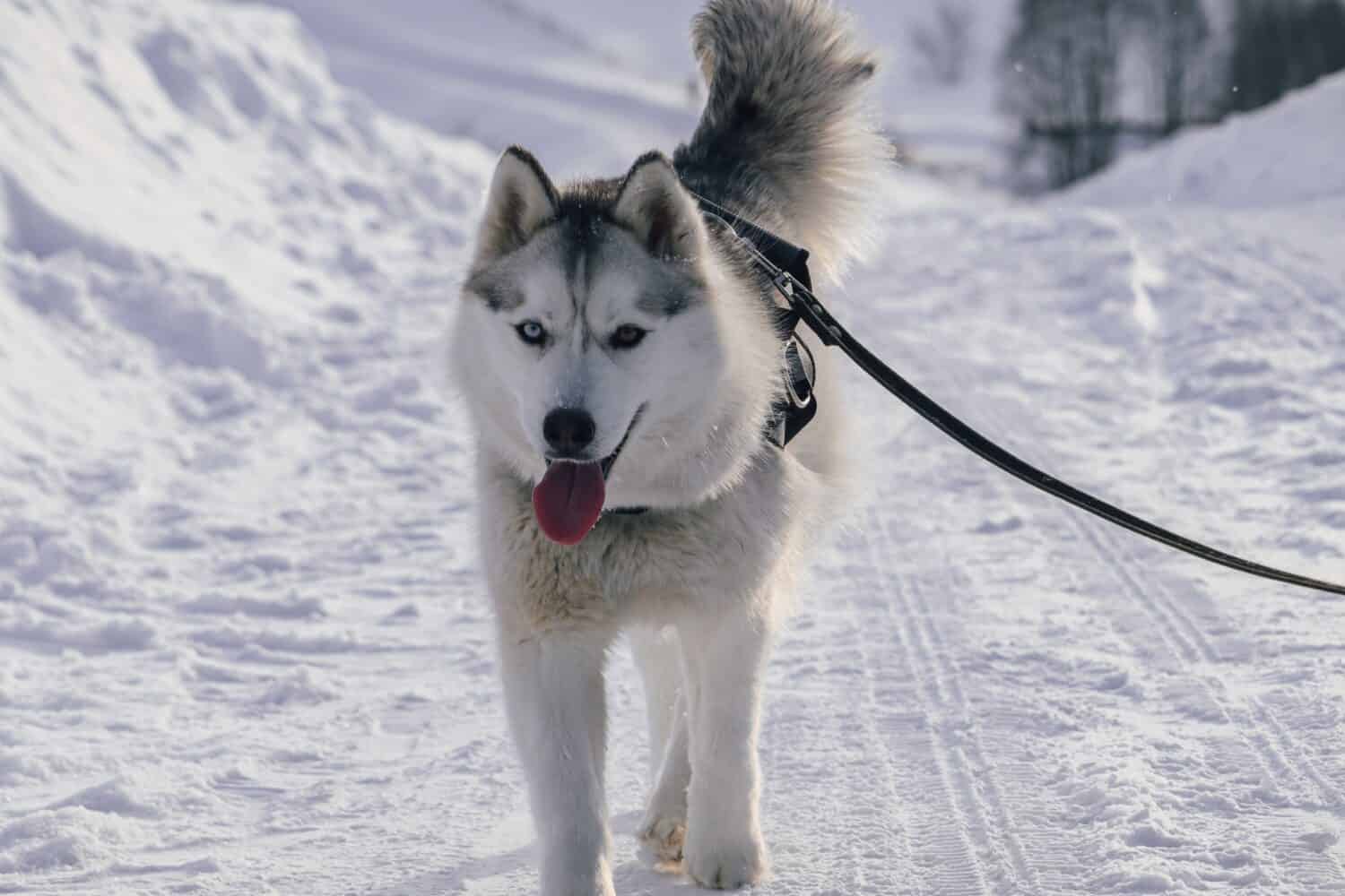 10 Incredible Siberian Husky Facts