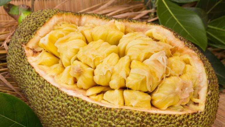 jackfruit semillas