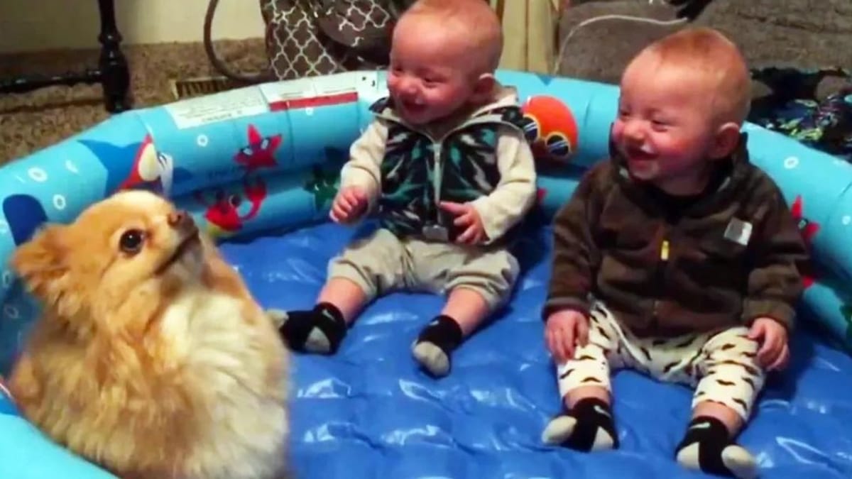 vídeo: bebés gemelos tienen un tierno ataque de risa con el perrito pomerania