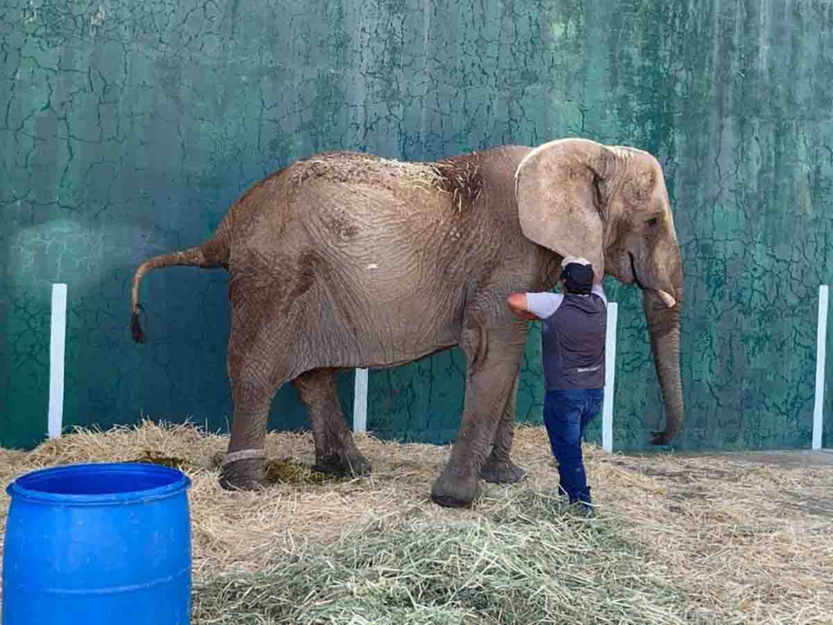 elefanta annie sigue viviendo encadenada; exigen reubicación a profepa y semarnat