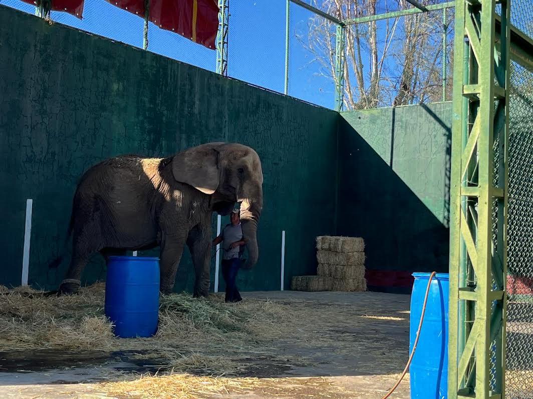 elefanta annie sigue viviendo encadenada; exigen reubicación a profepa y semarnat