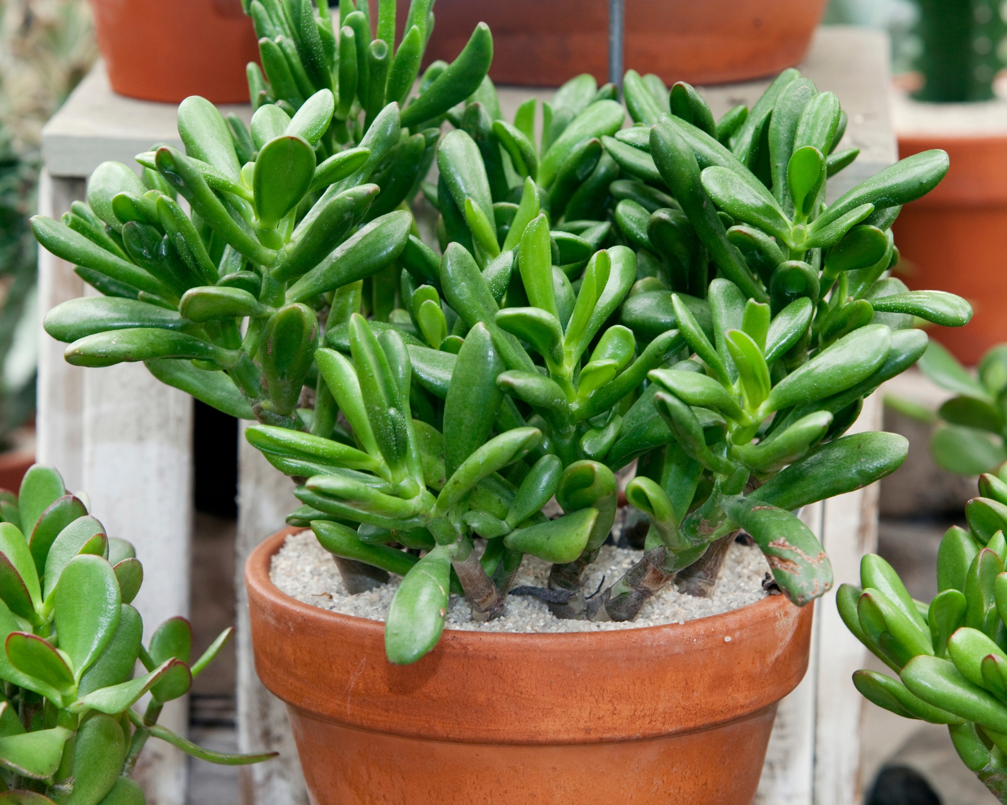 how to, amazon, how to propagate a jade plant — 5 expert-approved tips for beginners