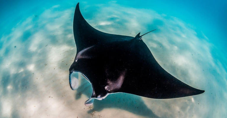10 Interesting Manta Ray Facts, Plus a Newly Discovered Species