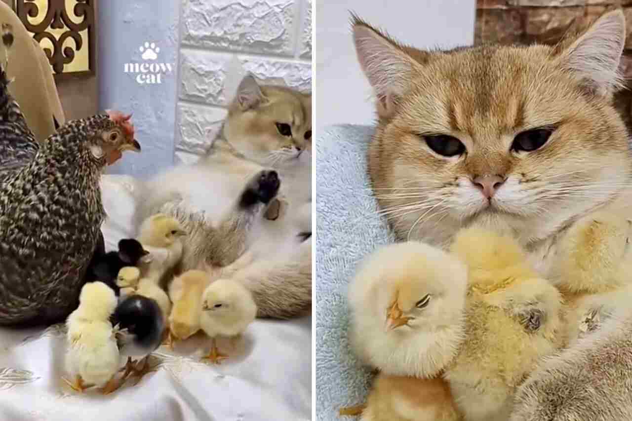video nästan gulligt: kyckling och katt tävlar om vem som är kycklingarnas mamma