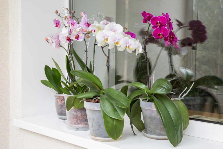 Discover The Best Soil For Orchids: Top Mixes And Critical Care Tips