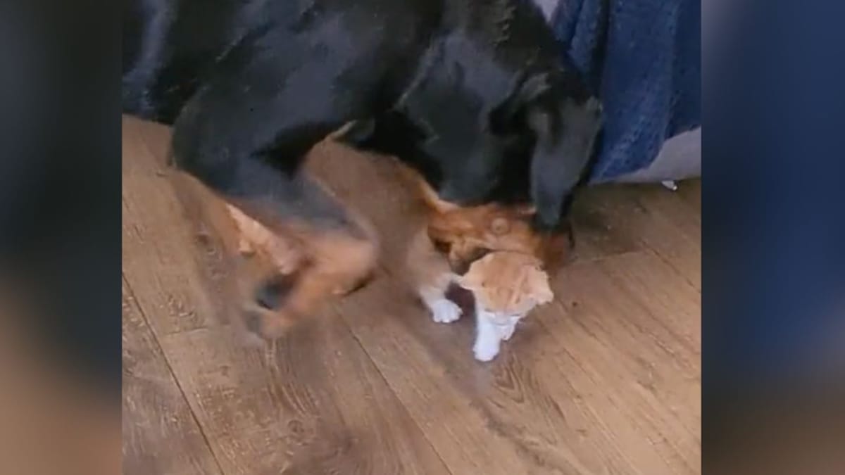 rottweiler atrapa a un gatito con los dientes: lo que sucede después es demasiado (vídeo)