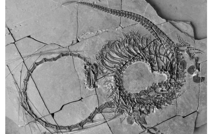 paleontólogos encontraron un dragón en china que vivió hace 240 millones de años