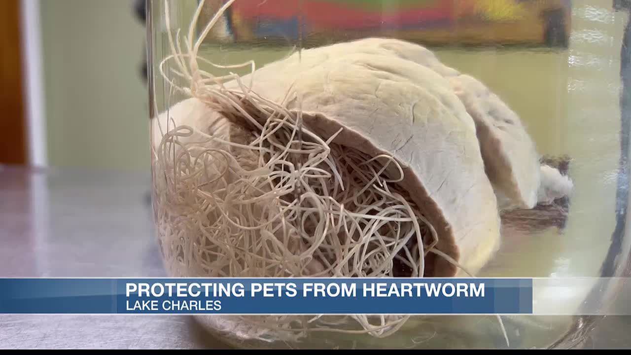 How To Prevent Your Pets From Getting Heartworm With Mosquitoes On The Rise