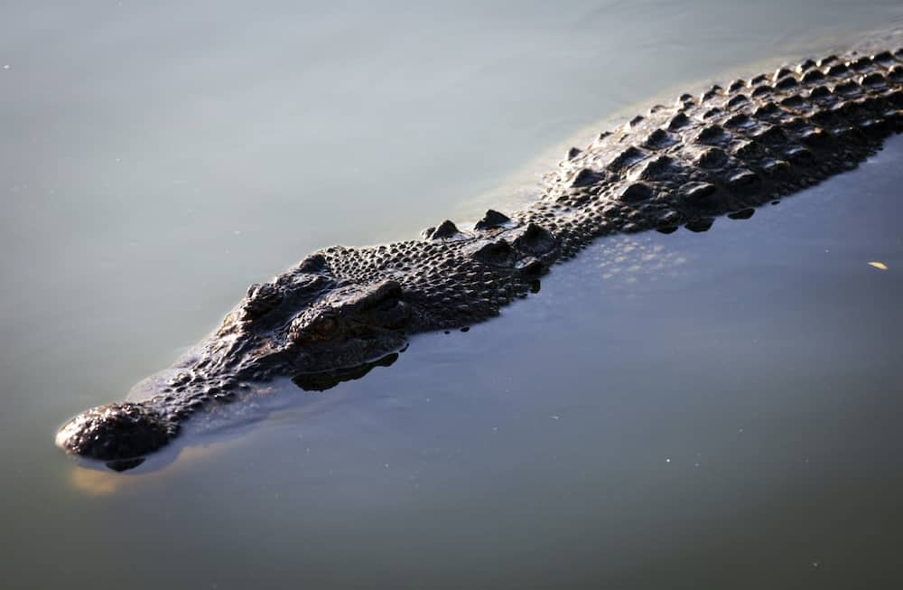 from edge of extinction to australia's croc 'paradise'