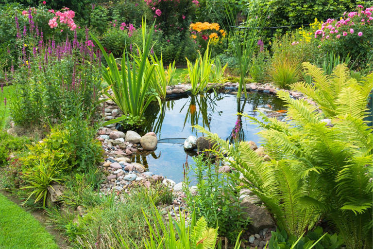 These water loving plants are perfect for pond life