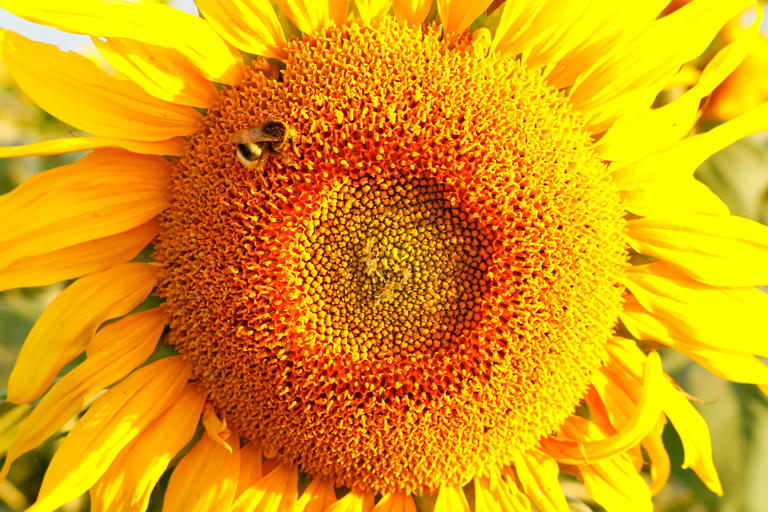 How To Harvest Sunflower Seeds For Birds The Easy Way