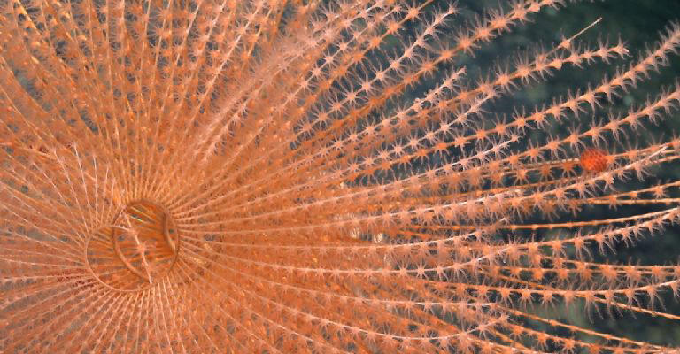 Un coral en espiral documentado a 1419 metros de profundidad en el monte submarino JF1, dentro de los límites del Área Marina Protegida de Usos Múltiples Mar de Juan Fernández frente a la costa central de Chile. Foto: ROV SuBastian / Schmidt Ocean Institute