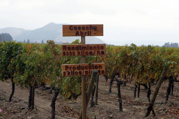 a rota dos vinhos no chile: como visitar as vinícolas do vale do maipo