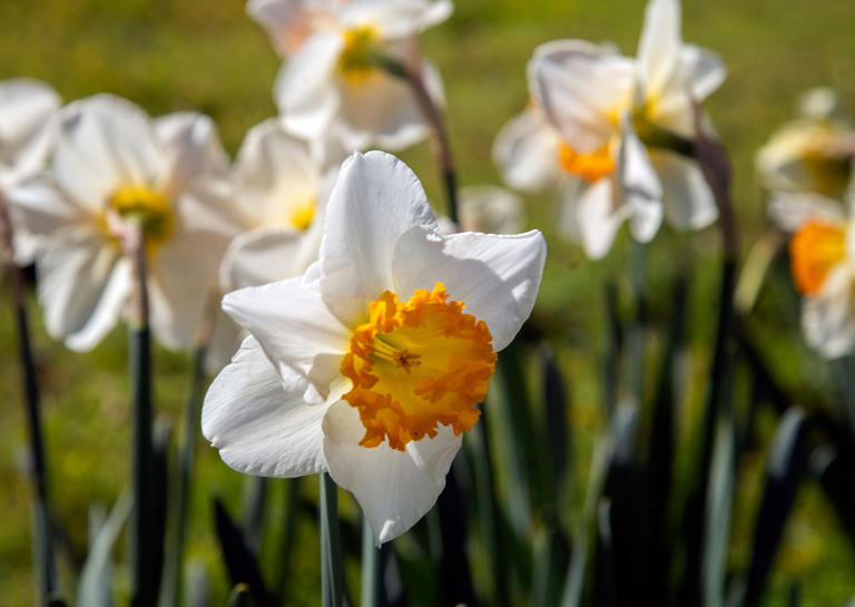 Flowers bloom in Stockton ahead of spring equinox. See the color explosion