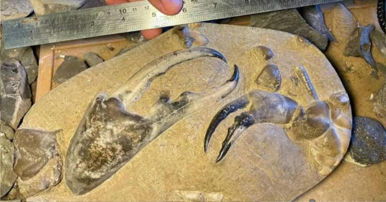 8 Million Year Old Crab Claw Fossil Found on New Zealand Beach