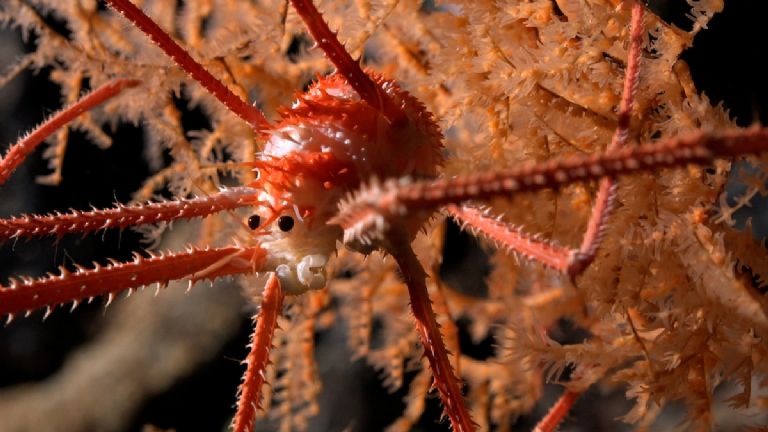 hallazgo histórico: descubren 100 especies submarinas nunca vistas