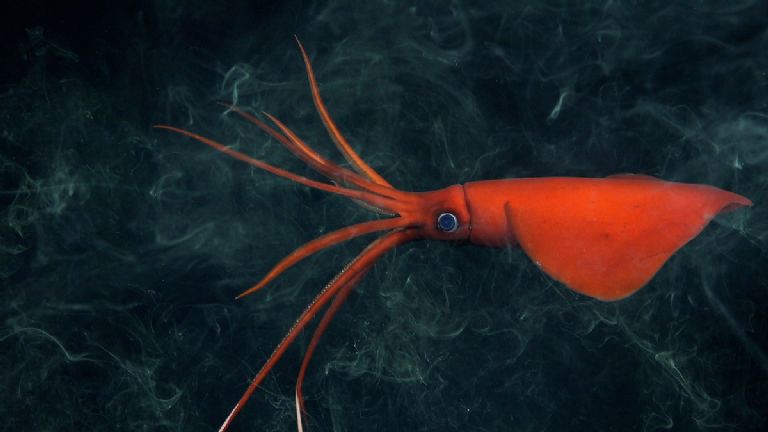 hallazgo histórico: descubren 100 especies submarinas nunca vistas