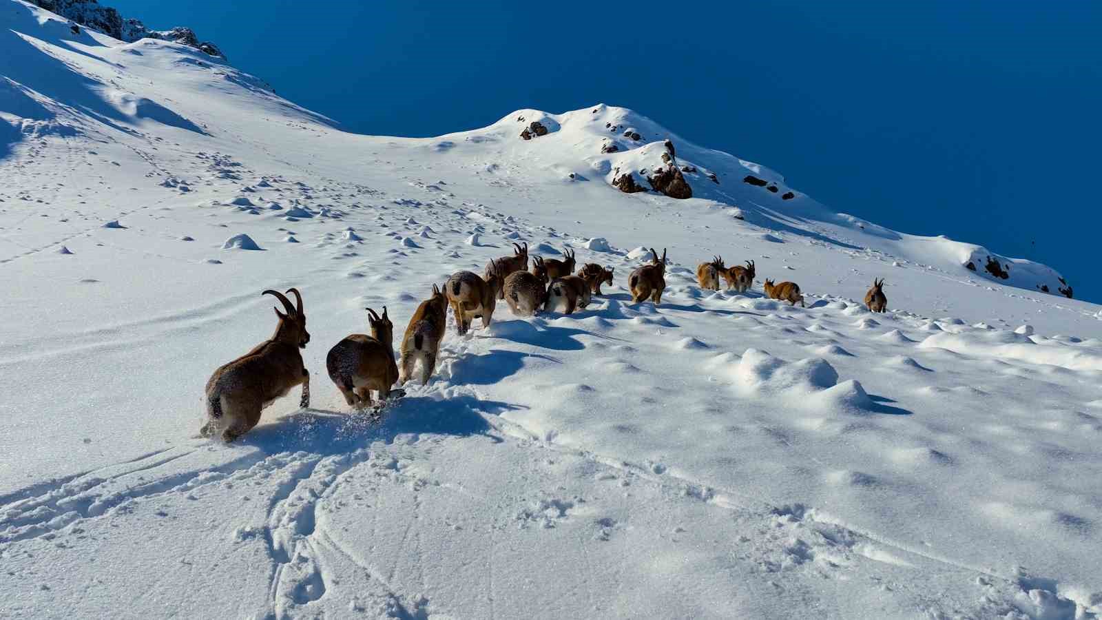 karlı dağları aşarak göç yoluna koyulan yaban keçileri belgesel tadında görüntü oluşturdu