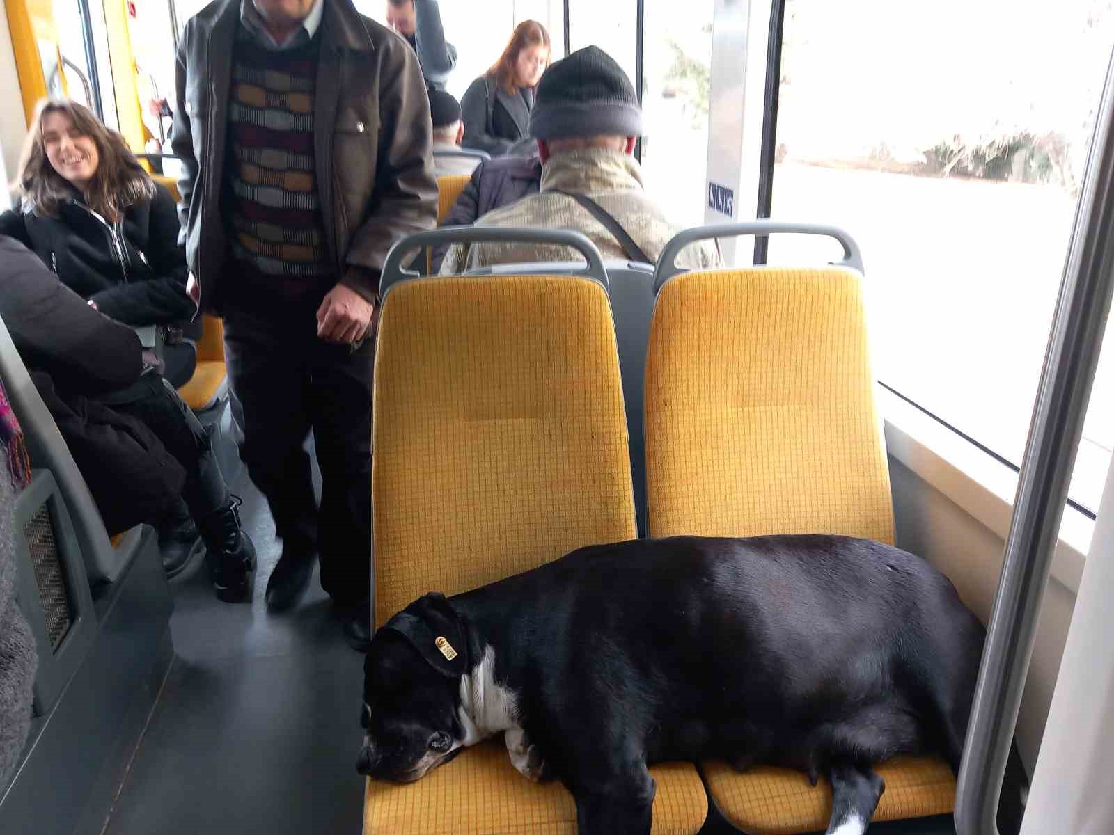 köpek koltukta uyudu, yolcu ayakta seyahat yaptı