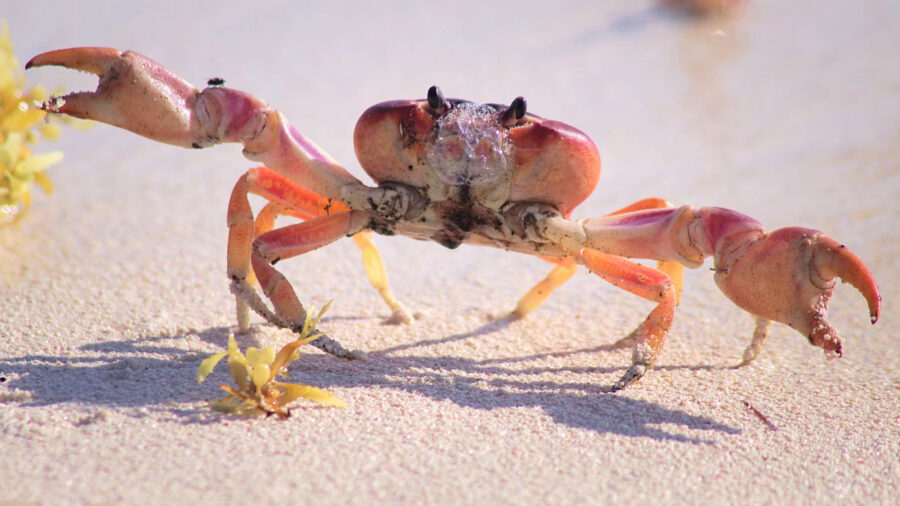 Giant Crab Discovered With Massive Claws