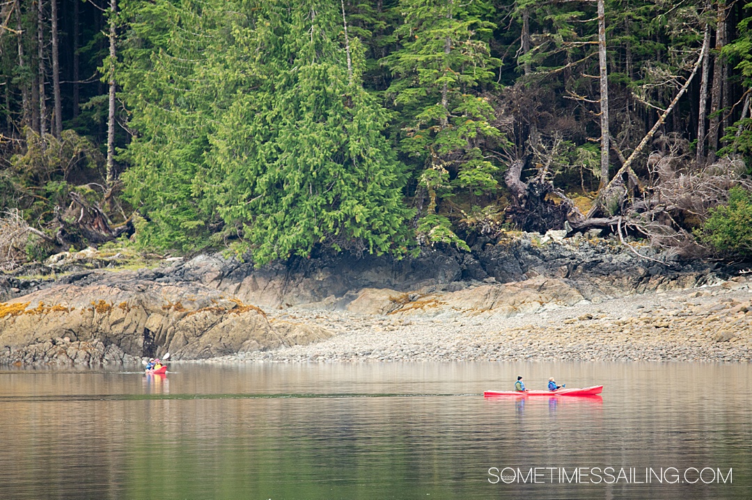 Two orange kayaks in the water of a bay in Alaska, with green evergreen trees on the shore.