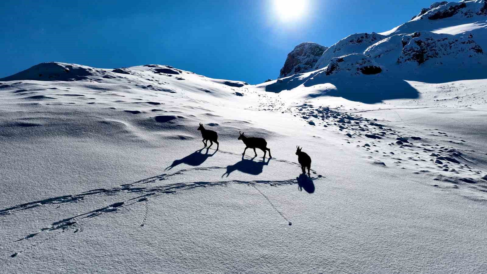 karlı dağları aşarak göç yoluna koyulan yaban keçileri belgesel tadında görüntü oluşturdu
