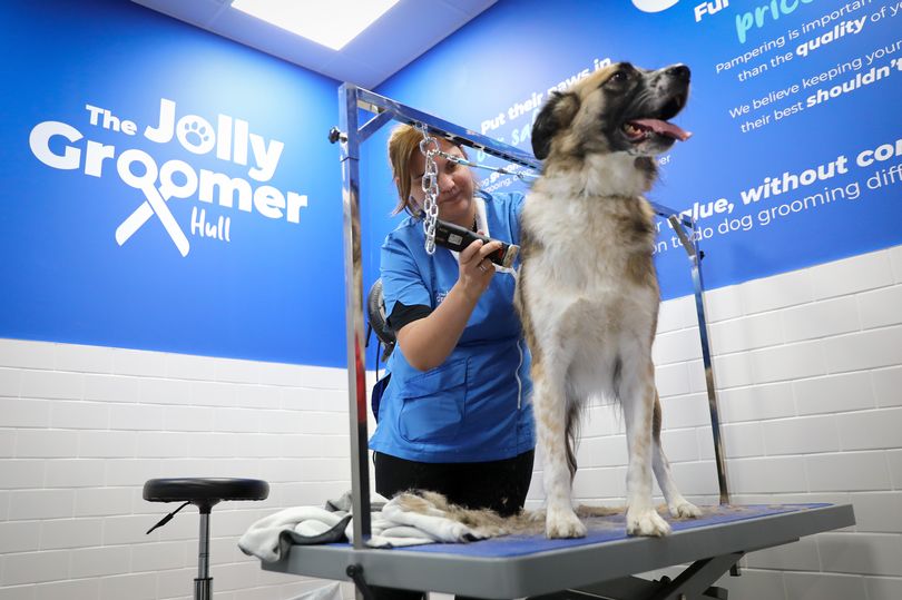 asda co-owner tdr capital buys majority stake in expanding pet shop chain jollyes