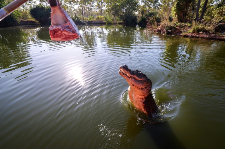 los cocodrilos tienen su paraíso en el norte de australia