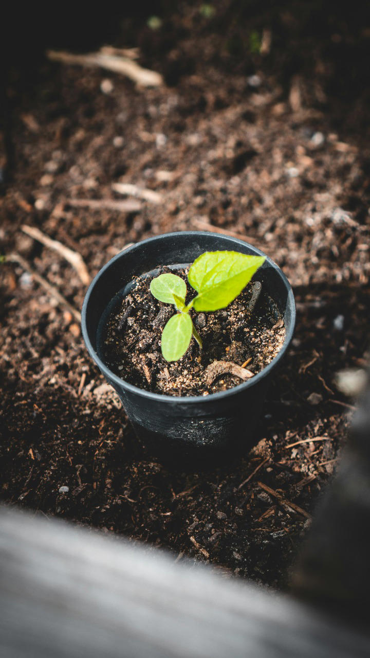 8 Ways To Grow Coriander At Home With This Simple Guide