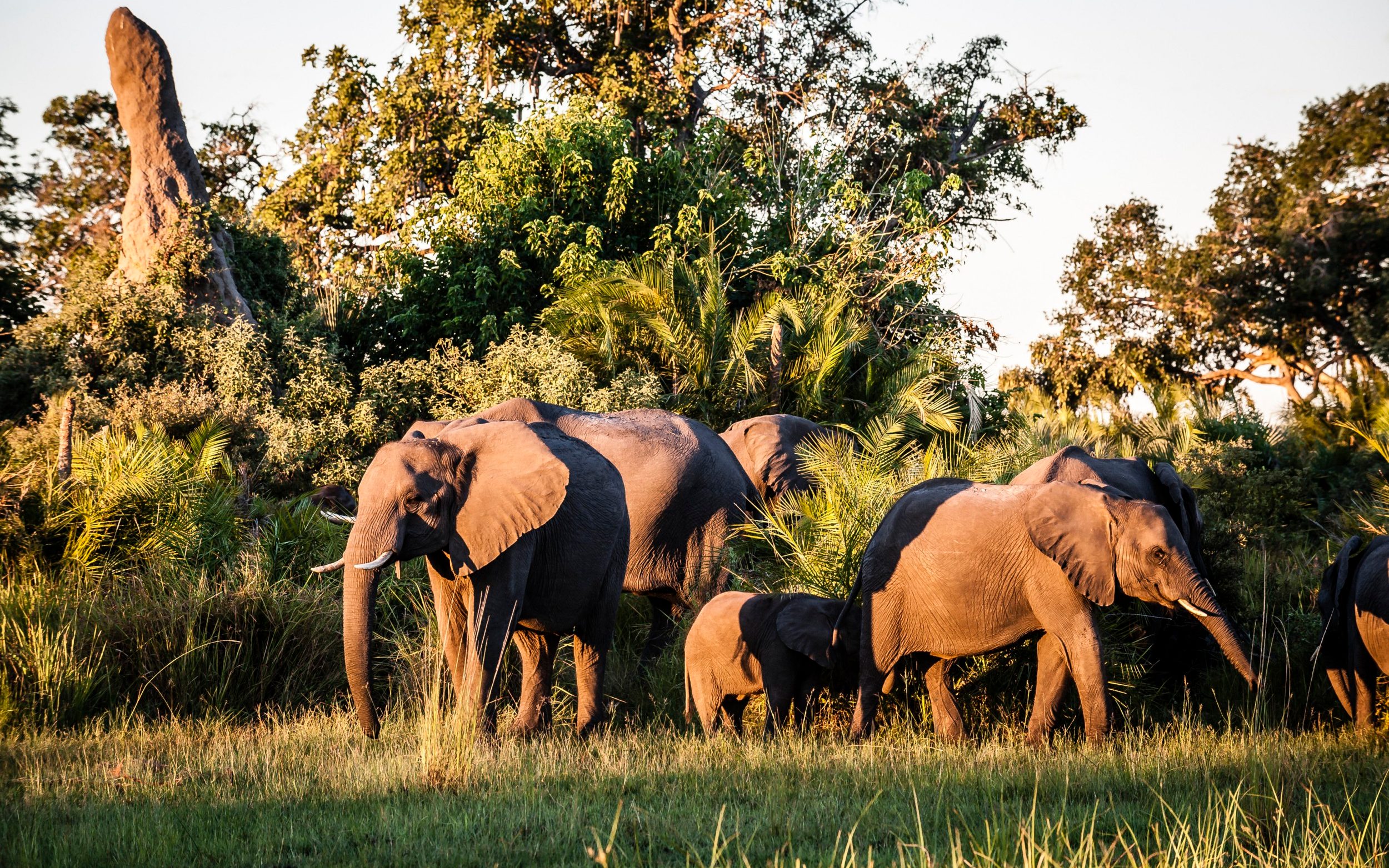 scores of elephants killed in botswana amid poaching surge