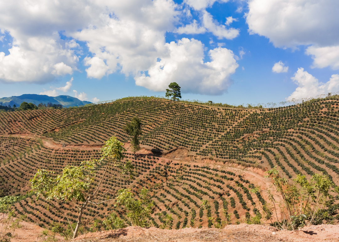 The country that grows the best coffee in the world—and the rest of the ...