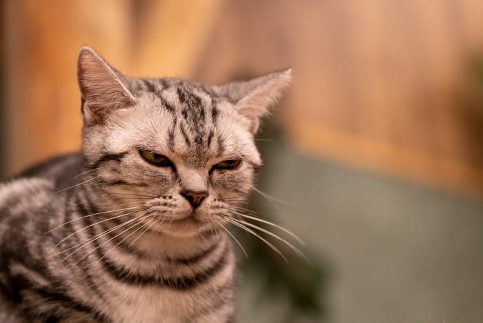 猫が『人をバカにしているとき』に見せる3つの行動 愛猫に格下扱いされることのリスクはある？