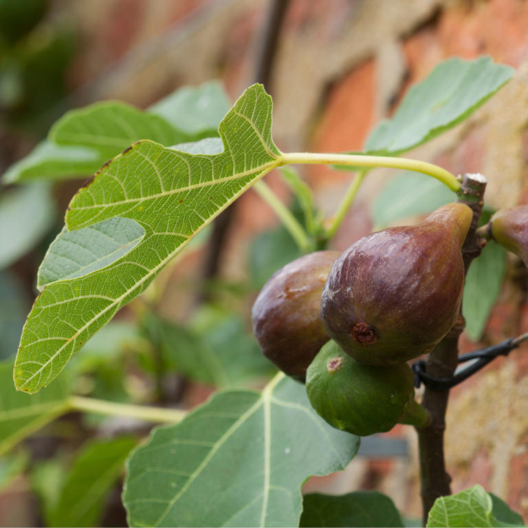 How To Grow A Fig Tree In A Pot To Give Your Garden A Mediterranean Look