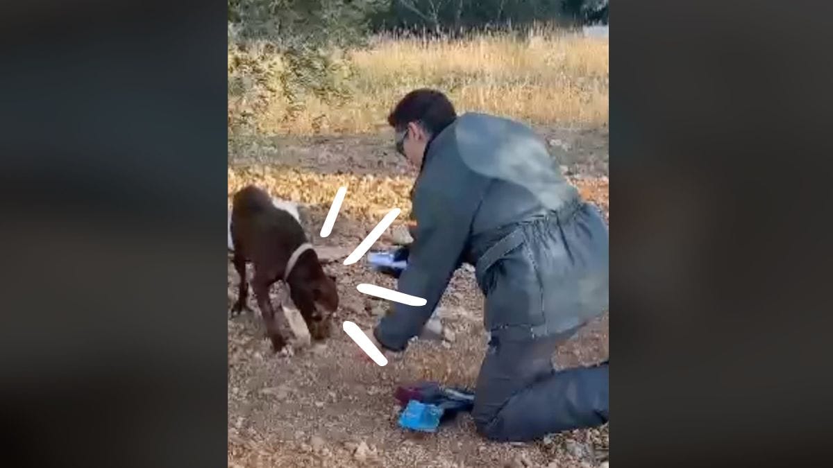 salvan a un perro con las orejas mutiladas y atado a un árbol: el vídeo que cabrea a todos