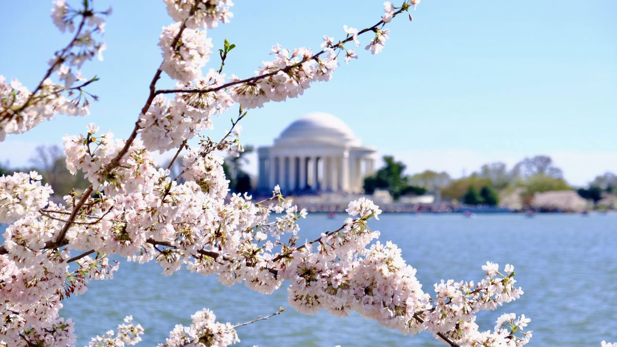 Watch Live National Park Service reveals cherry blossom peak bloom