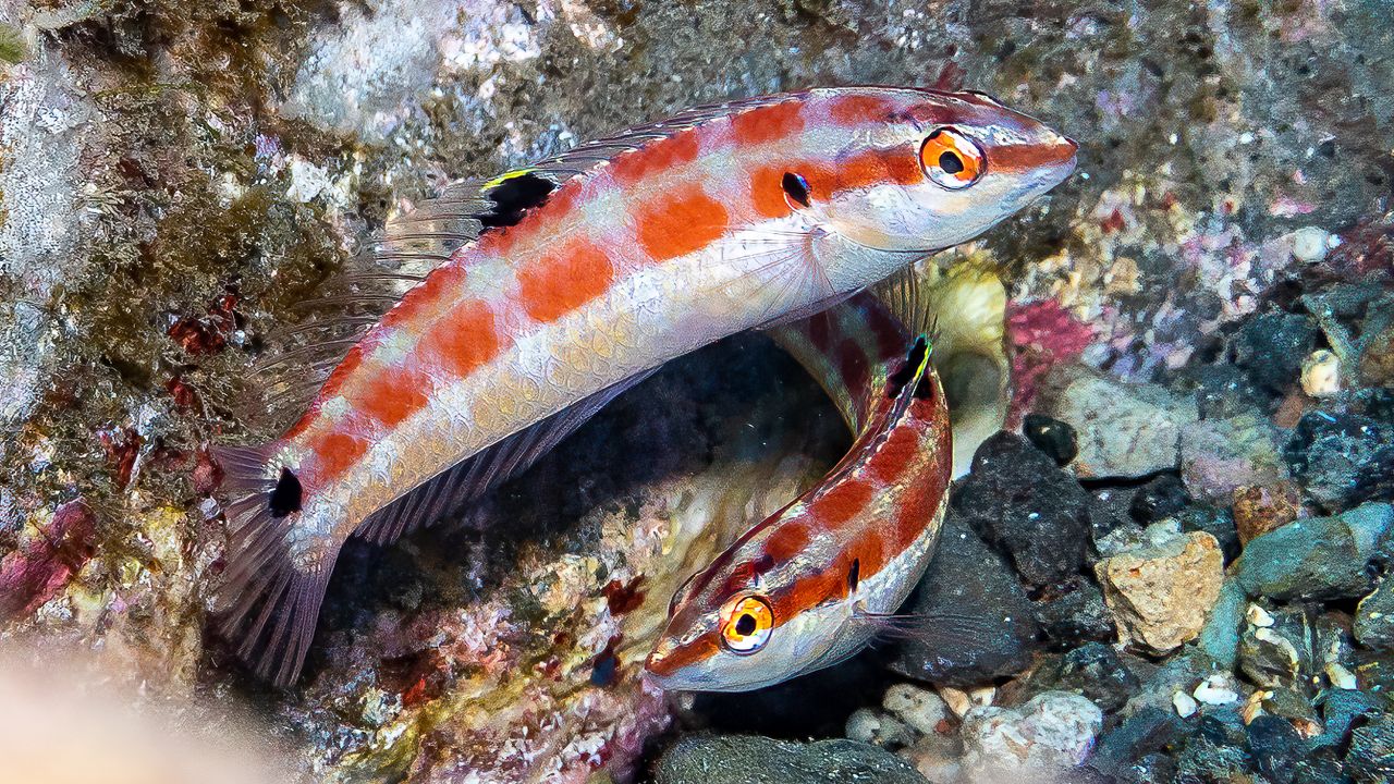 scripps scientists discover new fish species in unexpected place