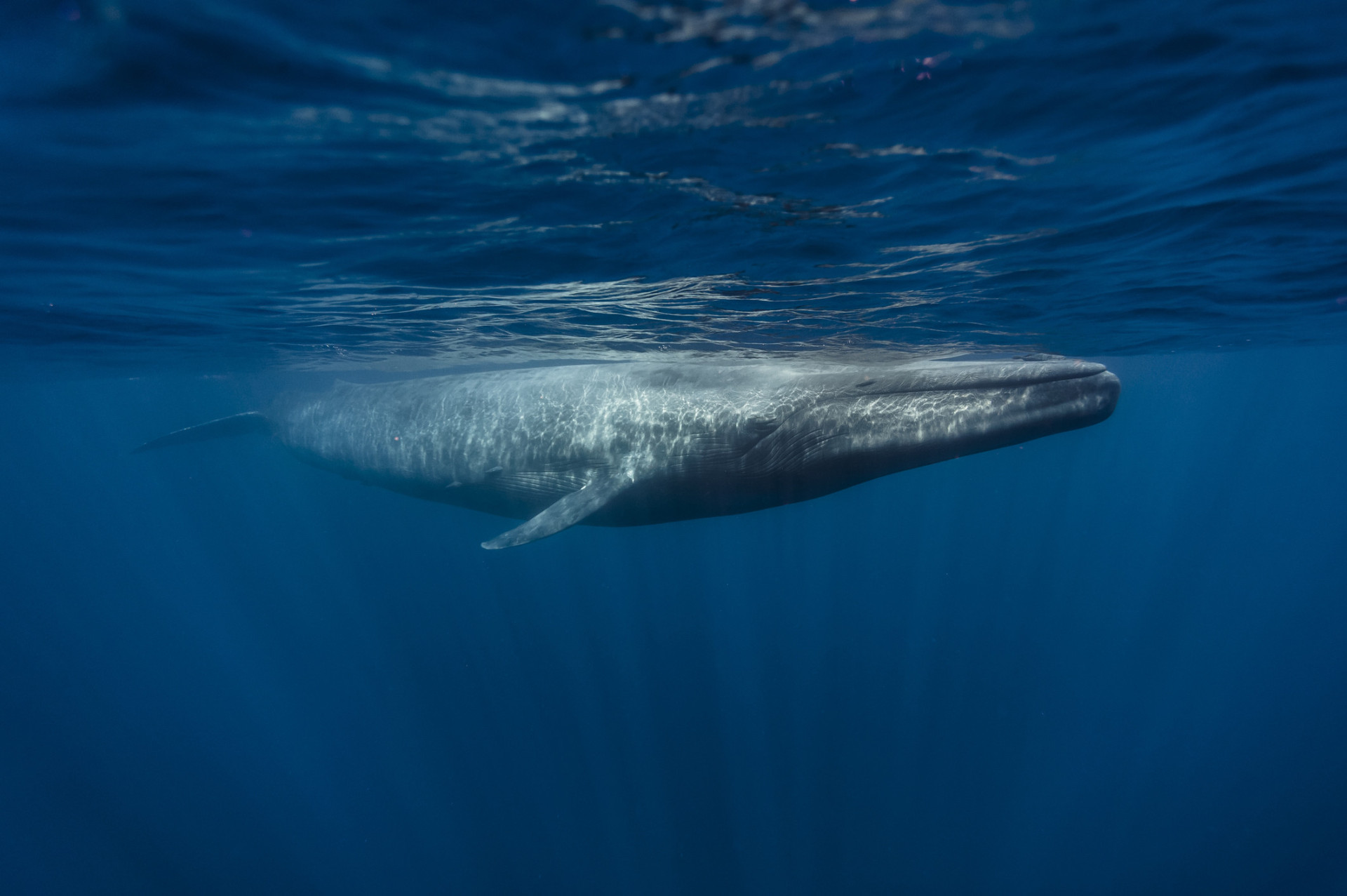 Visit the extreme southernmost tip of the country between January and April and you'll have a good chance of spotting migrating whales, including the biggest of them all, the blue whale.<p><a href="https://www.msn.com/en-us/community/channel/vid-7xx8mnucu55yw63we9va2gwr7uihbxwc68fxqp25x6tg4ftibpra?cvid=94631541bc0f4f89bfd59158d696ad7e">Follow us and access great exclusive content every day</a></p>