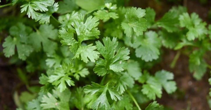 8 Ways To Grow Coriander At Home With This Simple Guide