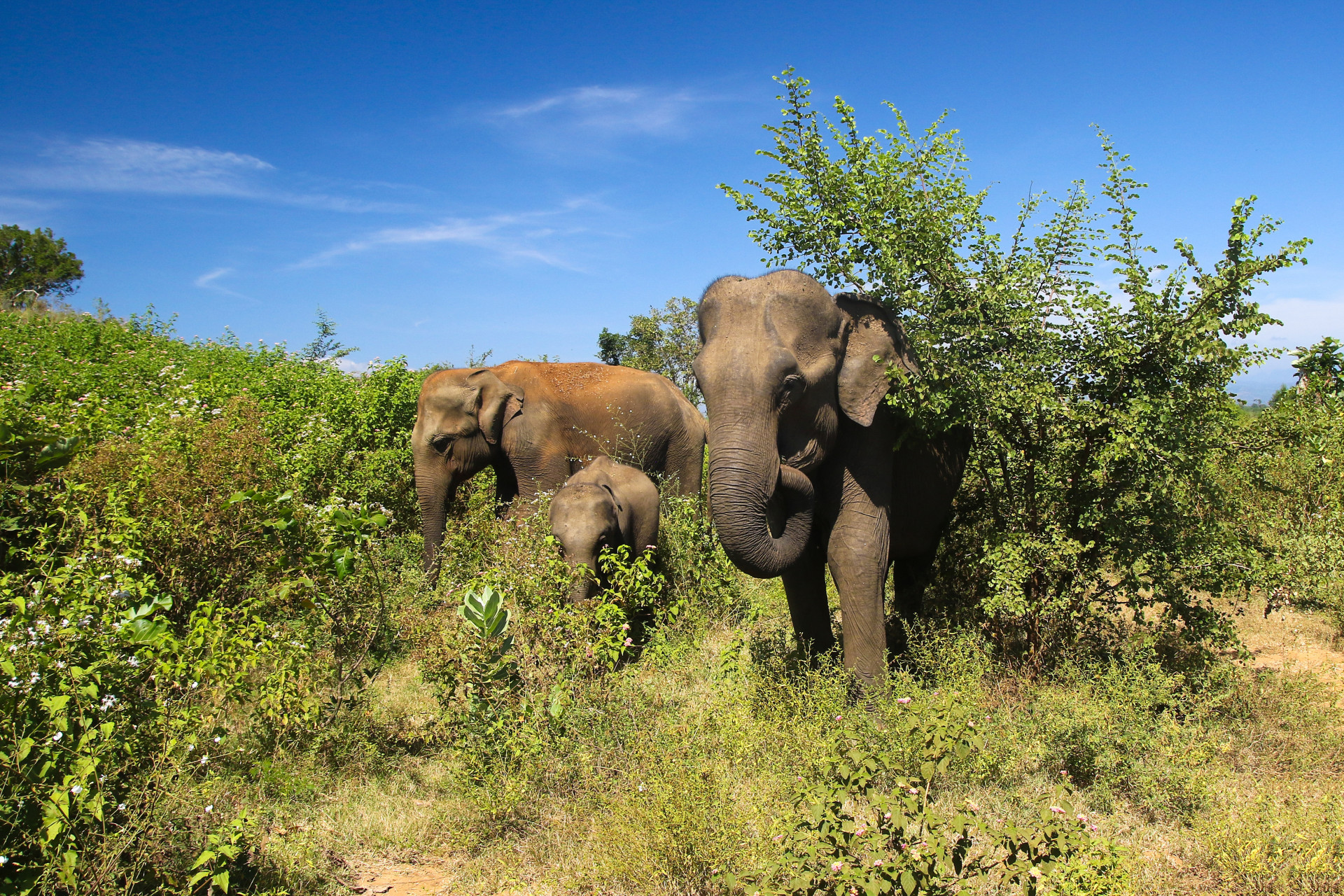 The park is one of the best places in the world to see wild elephants. <p><a href="https://www.msn.com/en-us/community/channel/vid-7xx8mnucu55yw63we9va2gwr7uihbxwc68fxqp25x6tg4ftibpra?cvid=94631541bc0f4f89bfd59158d696ad7e">Follow us and access great exclusive content every day</a></p>