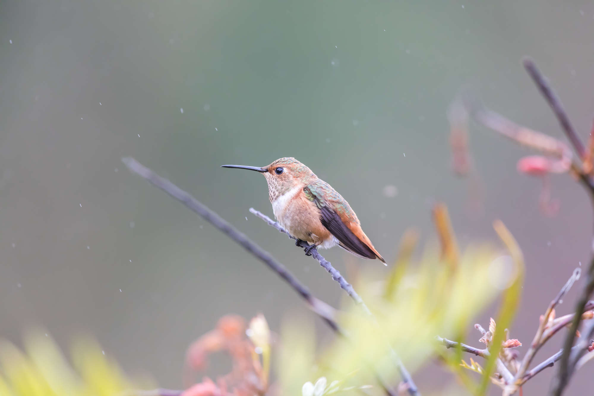 How Do Hummingbirds Survive the Cold? Winter Secrets Unveiled