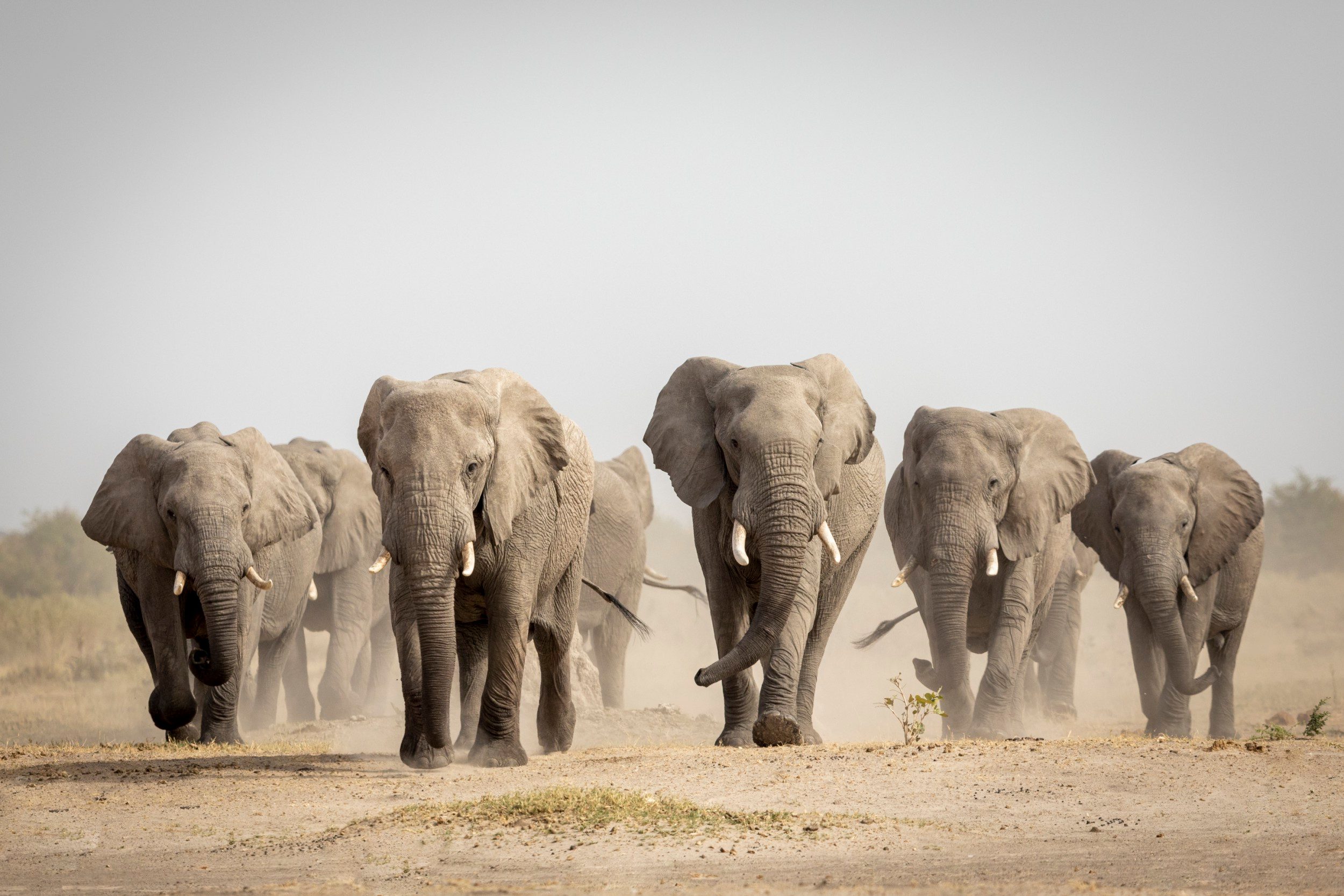 scores of elephants killed in botswana amid poaching surge
