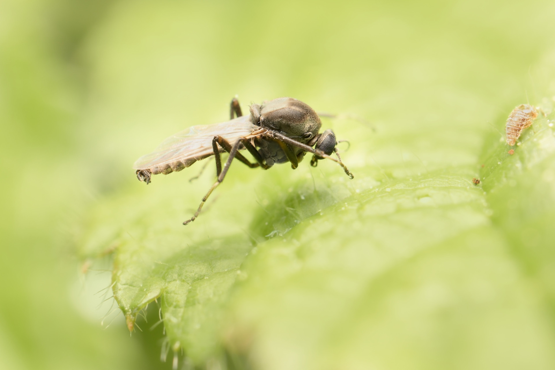 Ferocious flying insects you don't want to meet