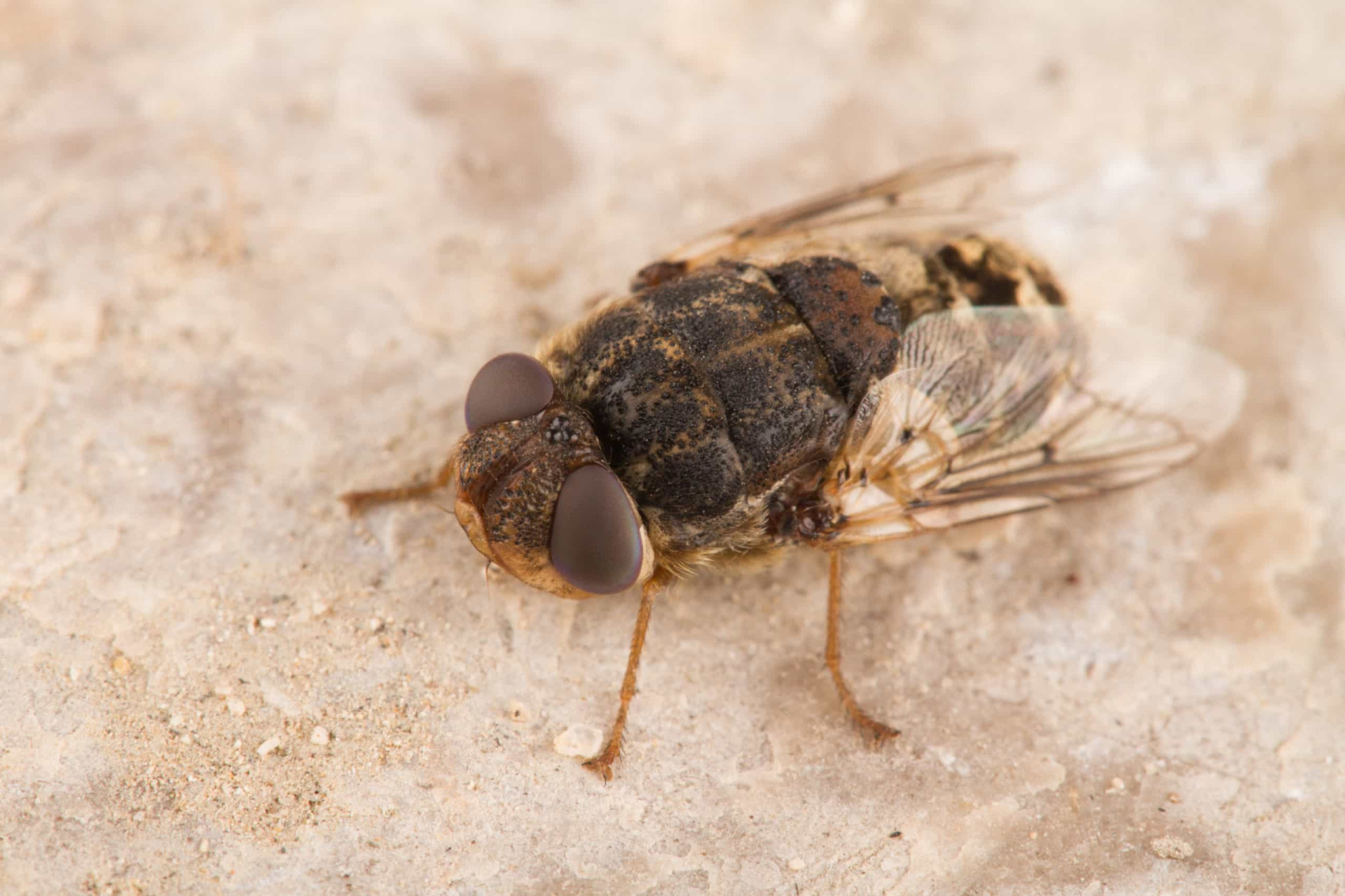 Ferocious flying insects you don't want to meet