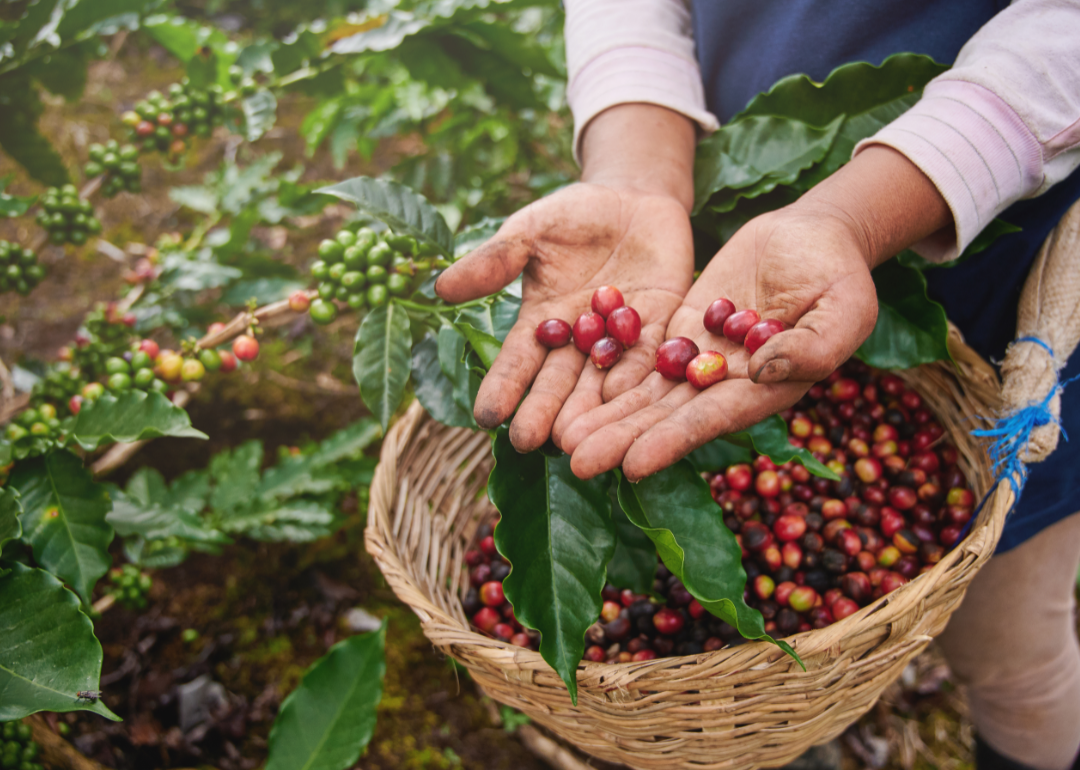 The country that grows the best coffee in the world—and the rest of the ...