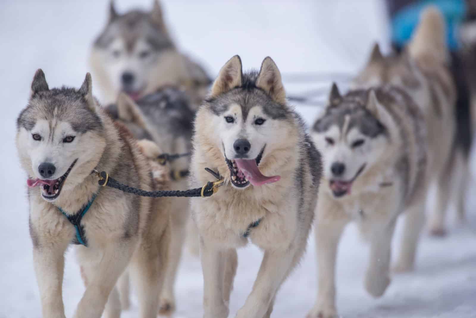 <p><span>Associated with Alaska, “mushing” refers to driving a dogsled, a traditional mode of transportation in the snowy terrain.</span></p>